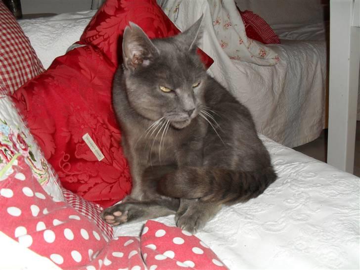 Huskat mille  billede 5