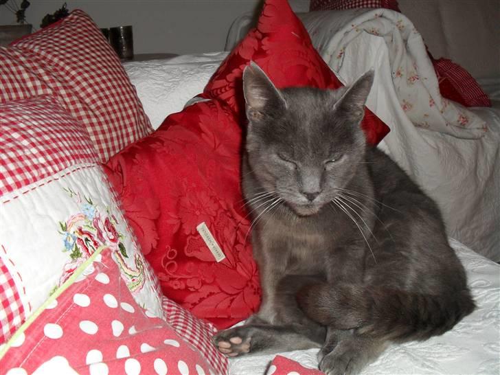 Huskat mille  billede 6