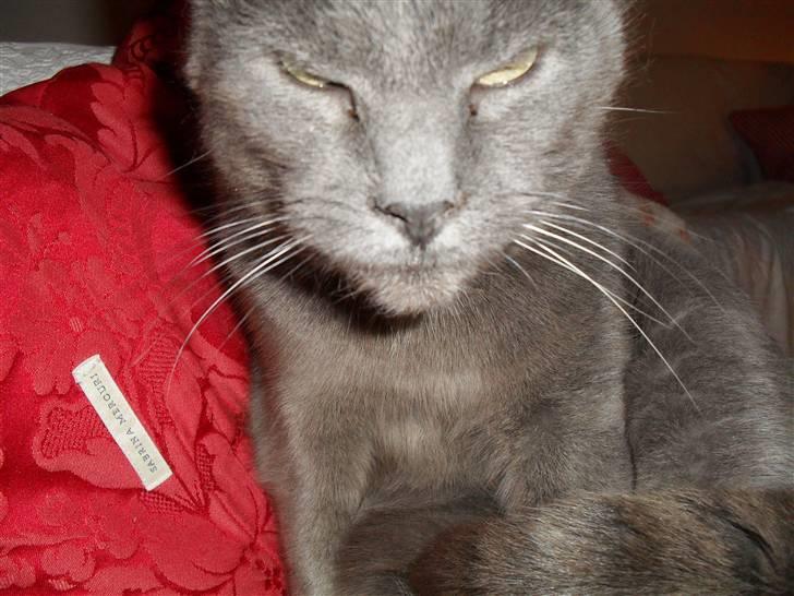 Huskat mille  billede 7