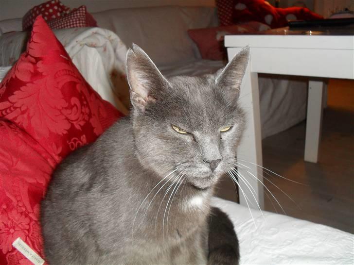 Huskat mille  billede 8