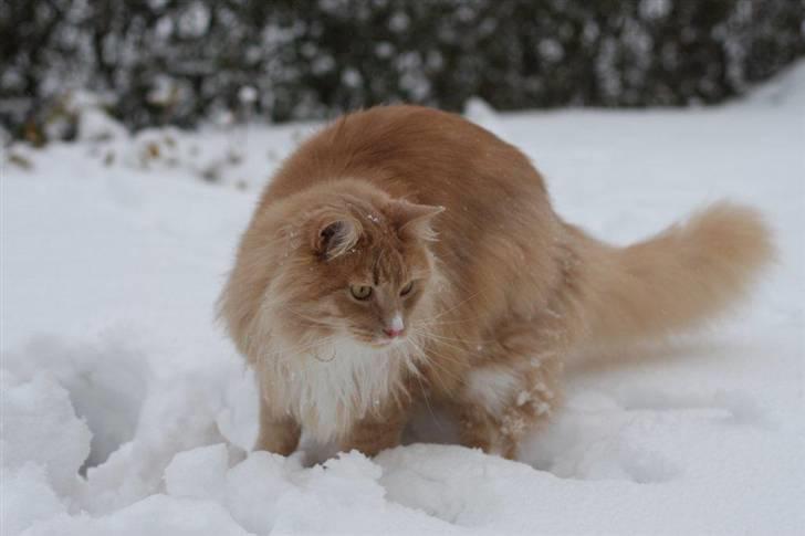 Maine Coon Victor billede 20