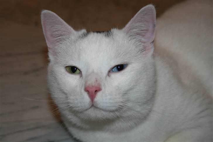 Huskat Tarzan - Min dejlige Tarzan billede 1