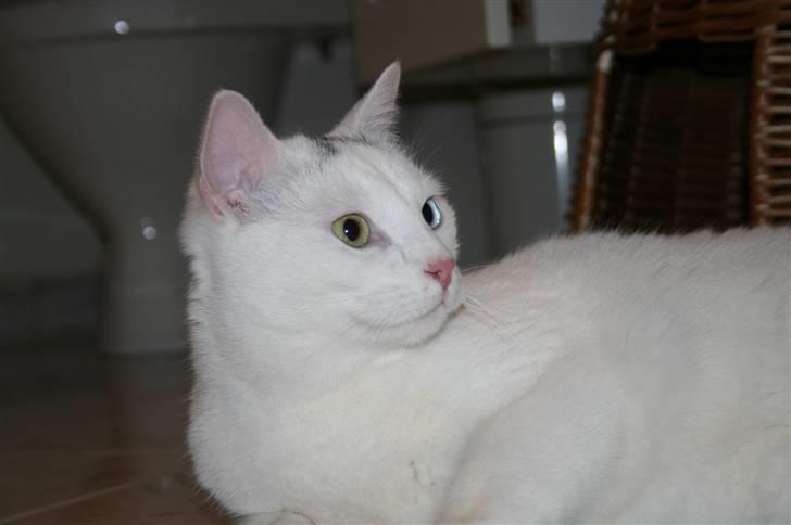 Huskat Tarzan - Smukke billede 2