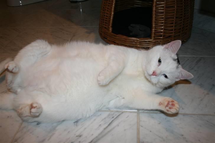 Huskat Tarzan - "Hvem sagde tyk"? billede 3