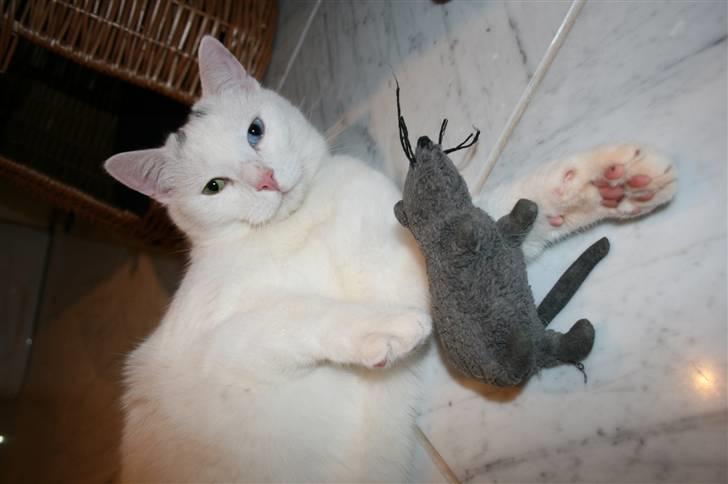 Huskat Tarzan - Se min rotte (o: billede 4