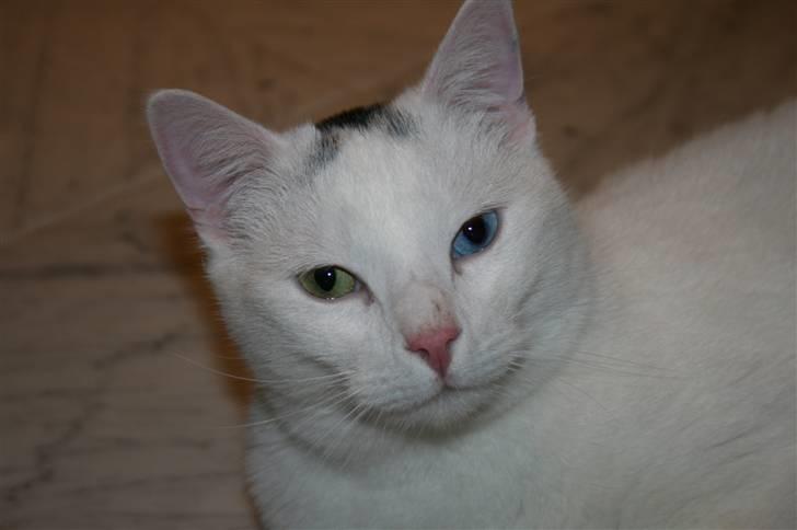 Huskat Tarzan - Er jeg bare ikke smuk! billede 5