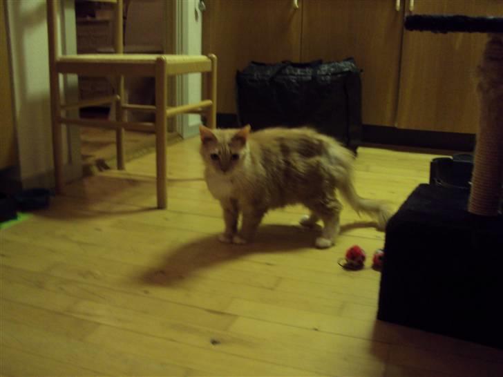 Maine Coon Creamy - Helt nyt hjem.. FARLIGT! billede 7