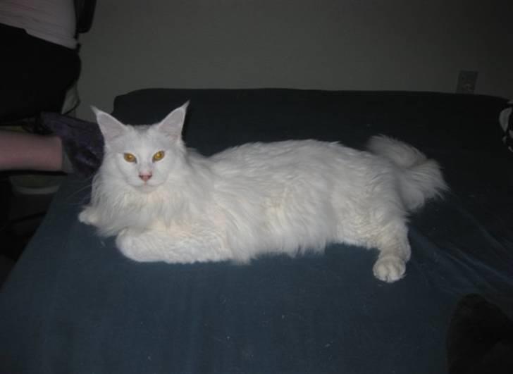 Maine Coon Ecco R.I.P. (2011) billede 1