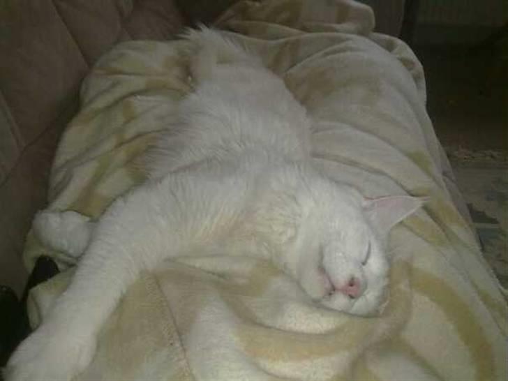 Maine Coon Ecco R.I.P. (2011) billede 2