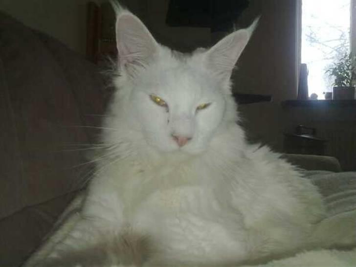 Maine Coon Ecco R.I.P. (2011) billede 3