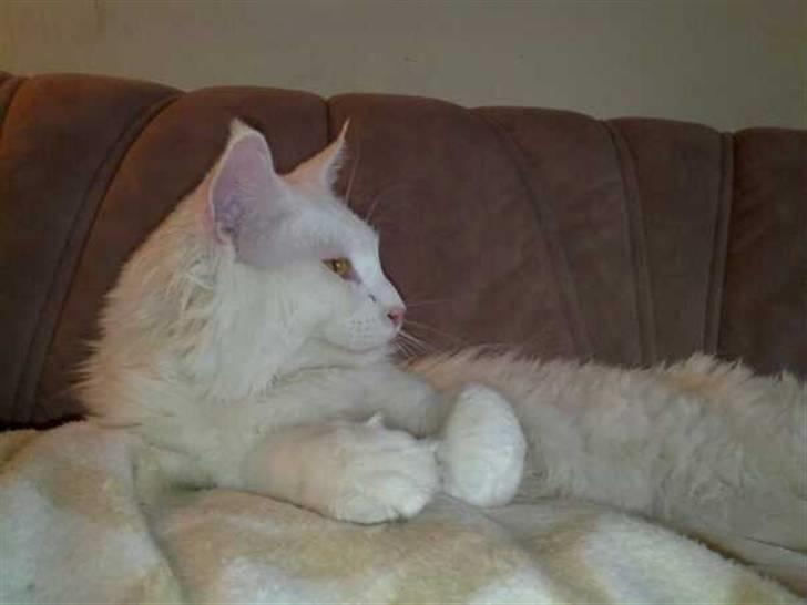 Maine Coon Ecco R.I.P. (2011) billede 4