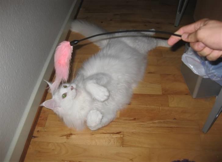 Maine Coon Ecco R.I.P. (2011) billede 5