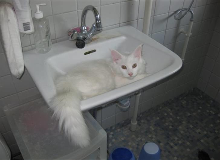 Maine Coon Ecco R.I.P. (2011) billede 6