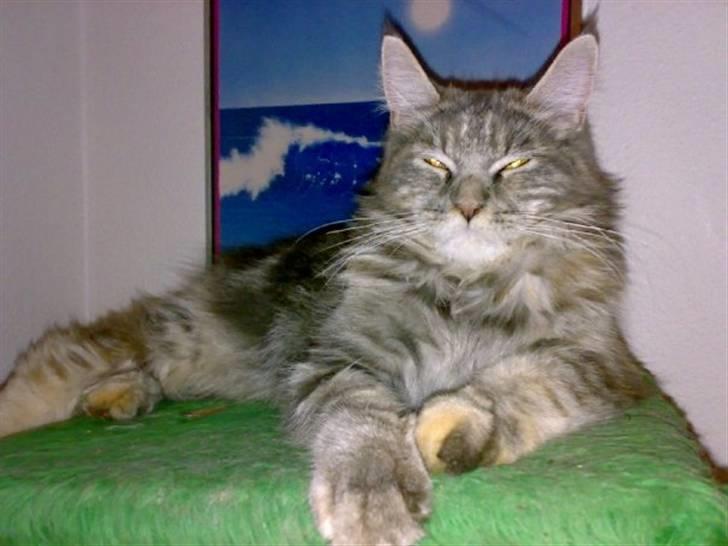 Maine Coon Abigail billede 1