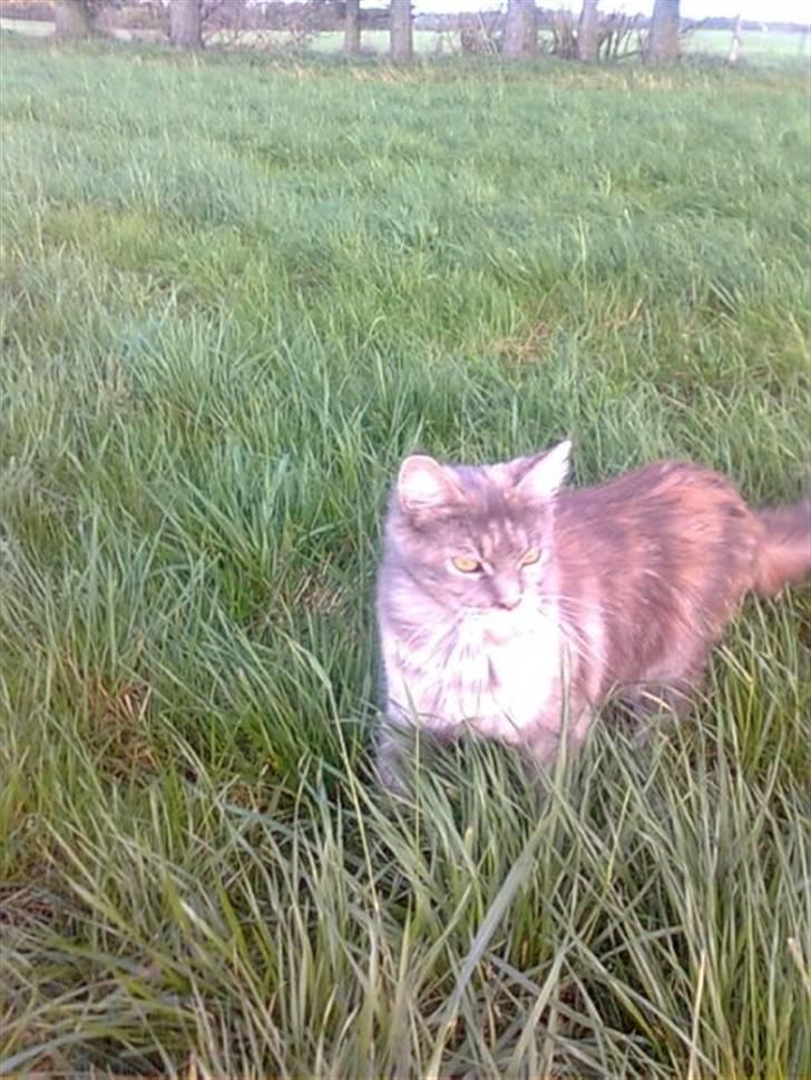 Maine Coon Abigail billede 2