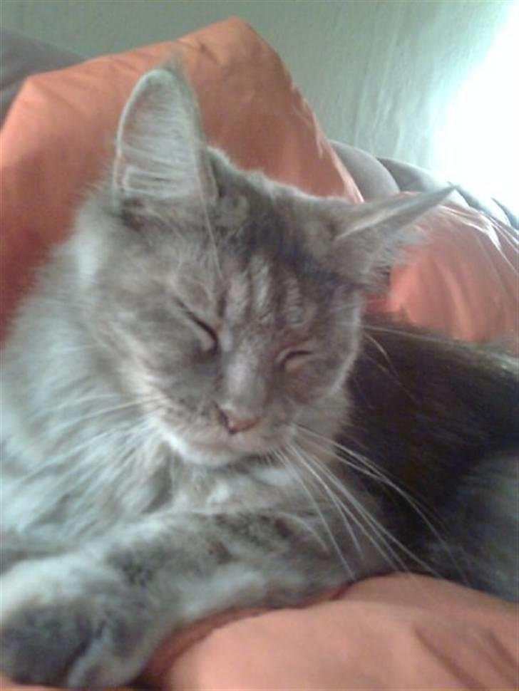 Maine Coon Abigail billede 3