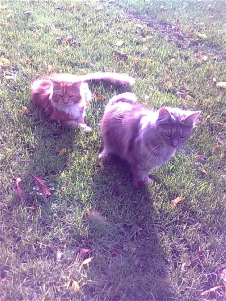 Maine Coon Abigail - Tiger og abi nyder sommeren:) billede 4