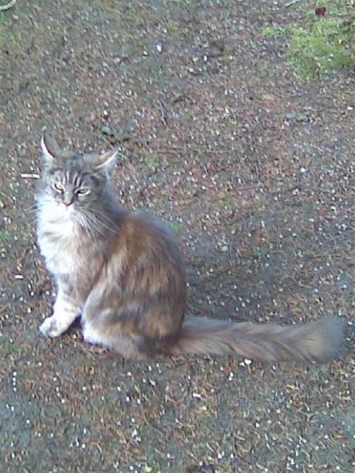 Maine Coon Abigail billede 5