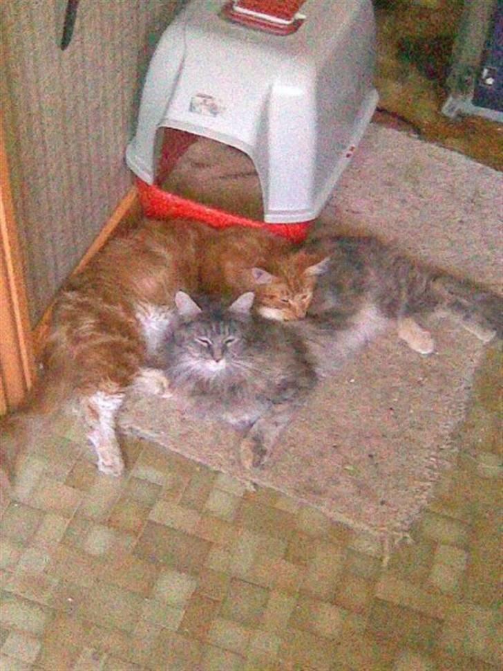 Maine Coon Abigail - Tiger og Abi tager lige en lur:) Bedste venner:) billede 6