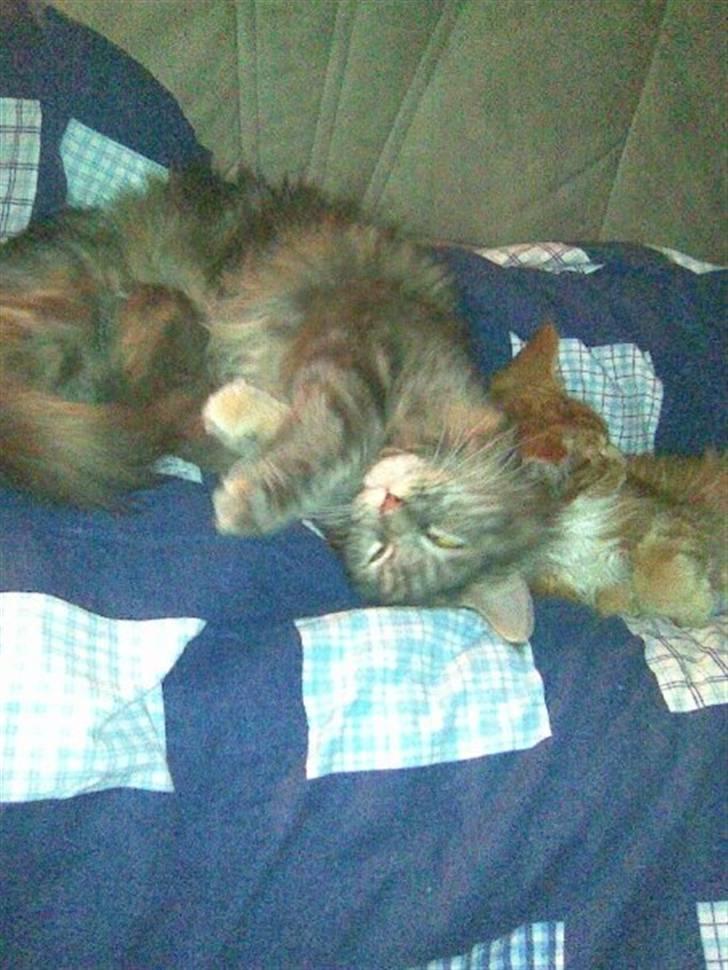 Maine Coon Abigail - To venner der er med til sofa hygge:) billede 7