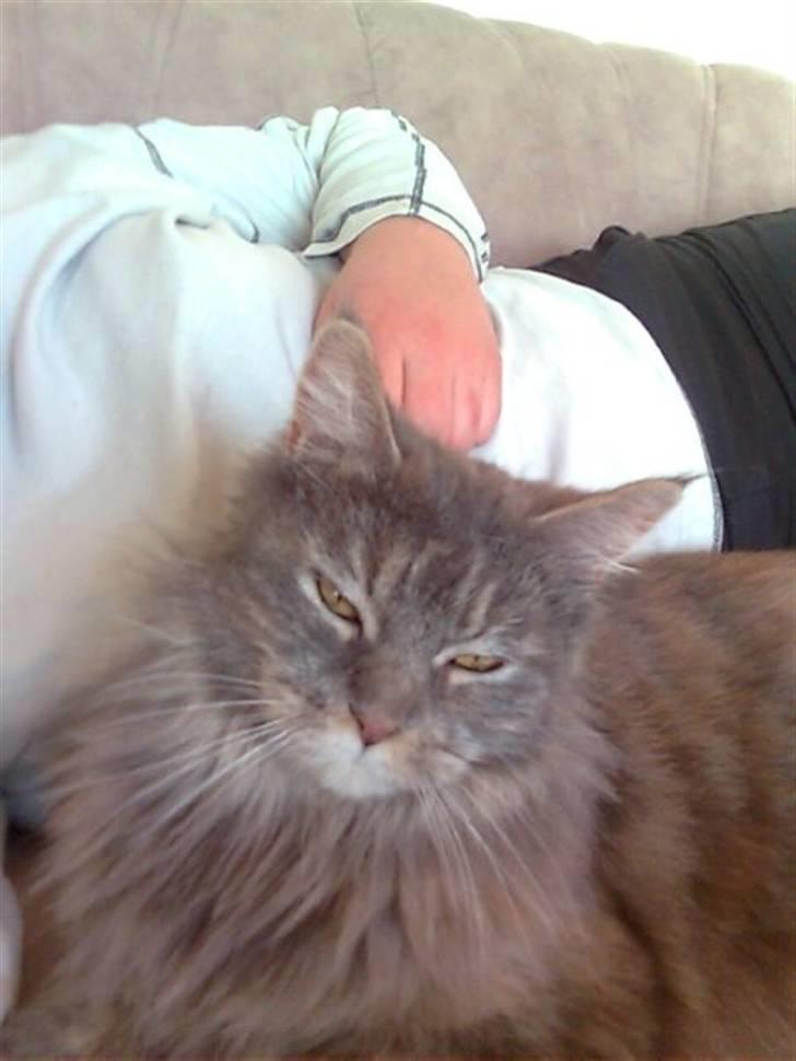 Maine Coon Abigail billede 9