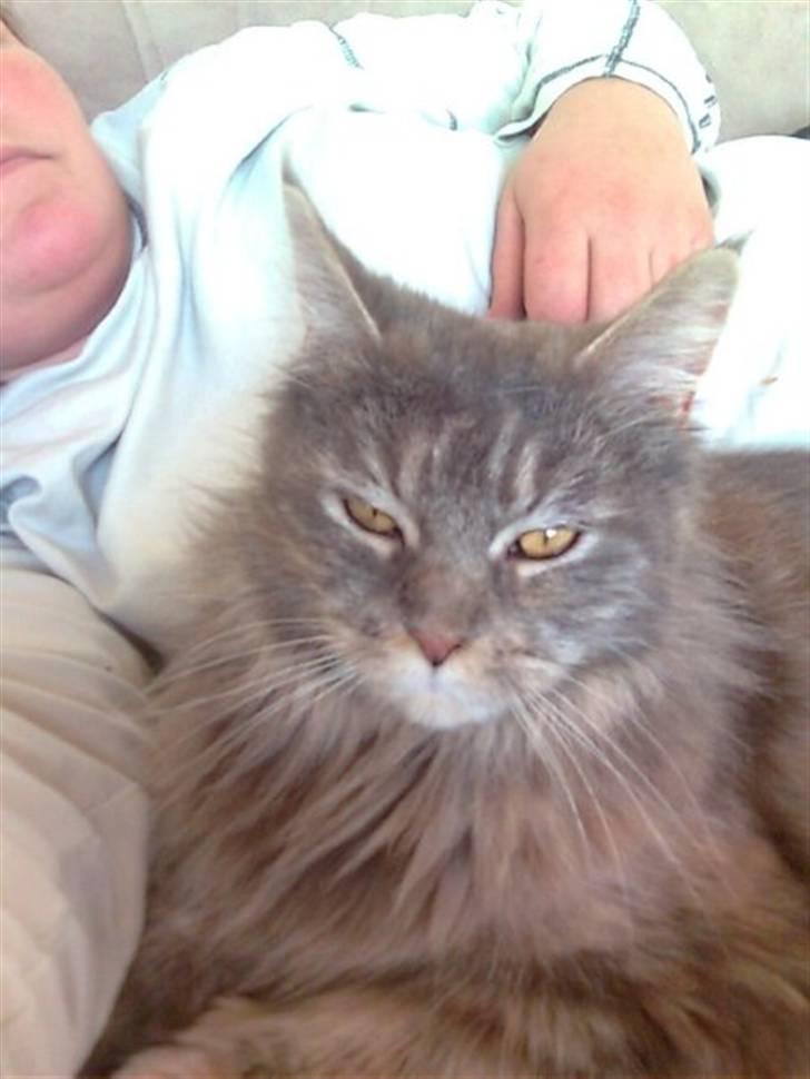 Maine Coon Abigail billede 10