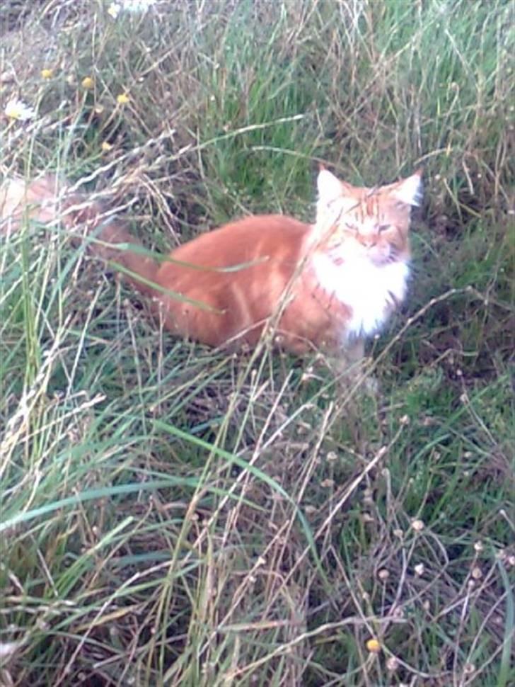 Maine Coon Tiger billede 4