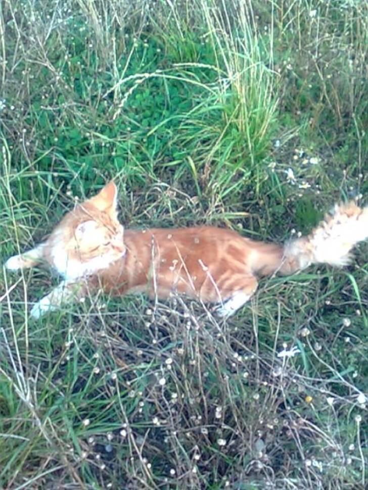 Maine Coon Tiger - Elsker at ligge i det høje græs:) billede 5