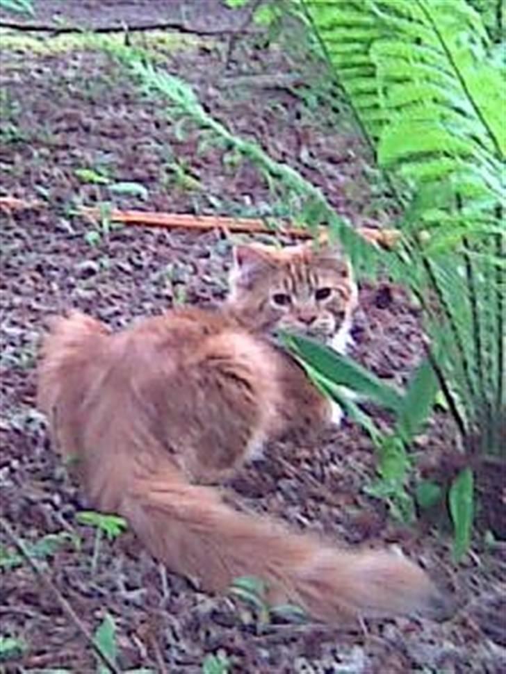 Maine Coon Tiger - Elsker det her billede:) billede 12