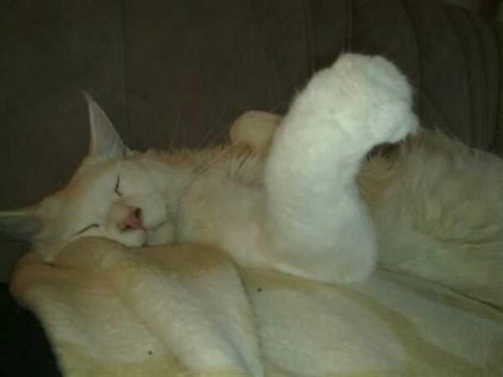 Maine Coon Ecco R.I.P. (2011) - ZZZzzzZZZzzzZZZzzz ;-) billede 7