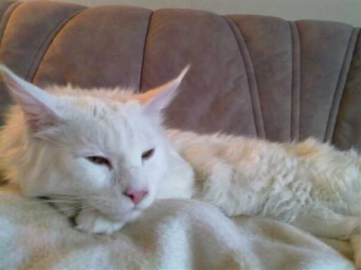 Maine Coon Ecco R.I.P. (2011) billede 8