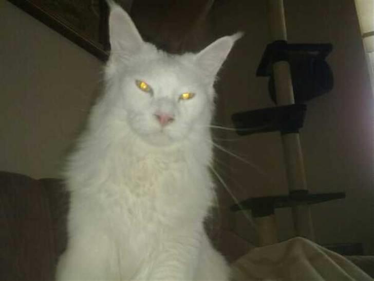 Maine Coon Ecco R.I.P. (2011) billede 9