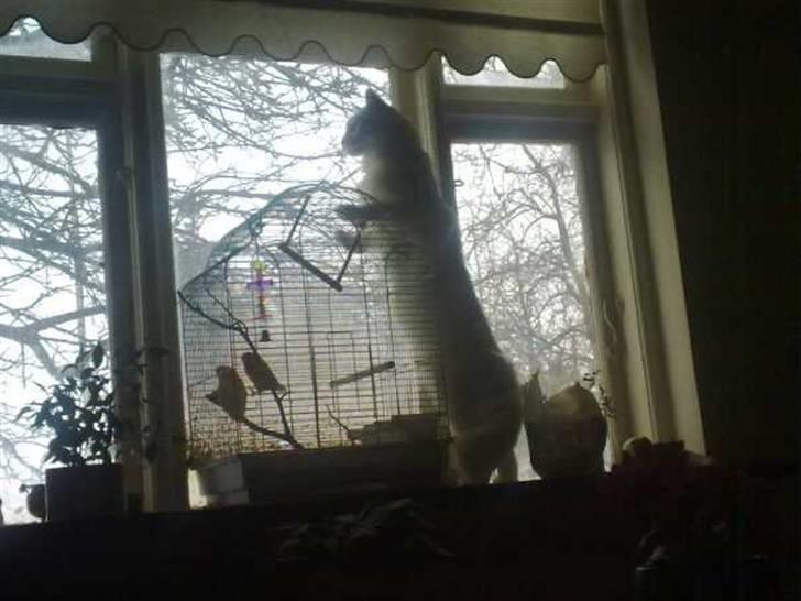 Maine Coon Ecco R.I.P. (2011) - "Er jeg ikke bare lang"?:) billede 10