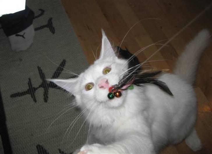 Maine Coon Ecco R.I.P. (2011) - "Jeg har den" ;-) billede 11