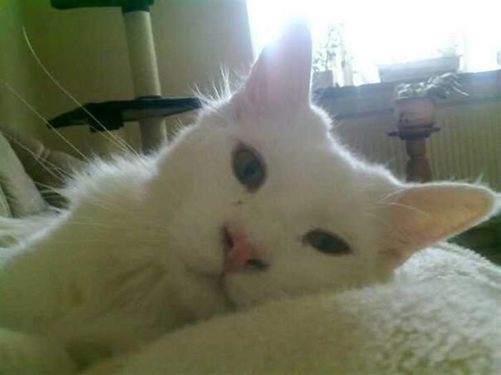 Maine Coon Ecco R.I.P. (2011) billede 12