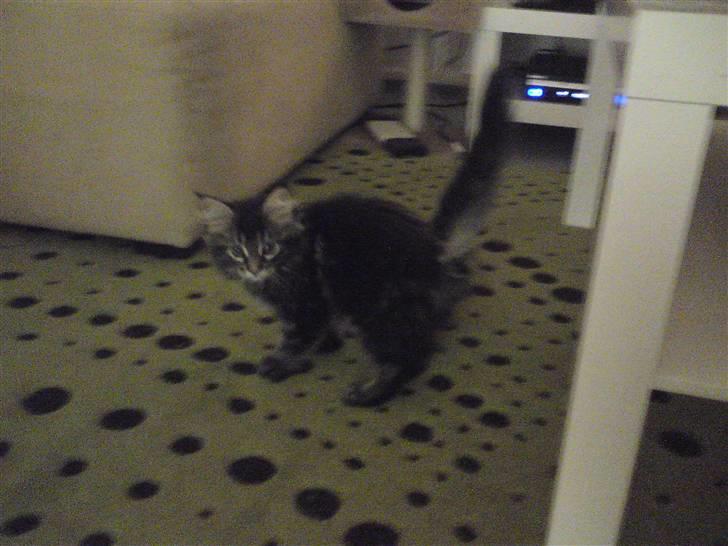 Maine Coon Miss Cuba - Første billede af Cuba lige da hun var kommet hjem. billede 1