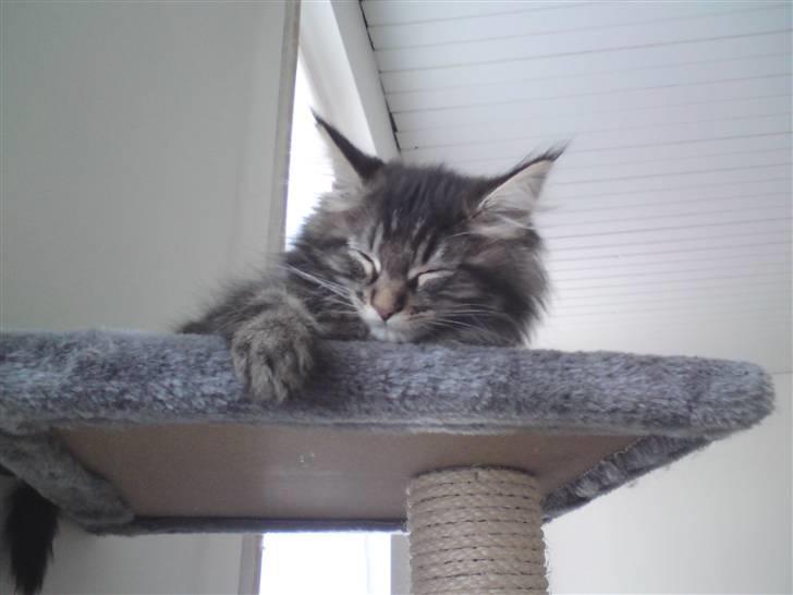 Maine Coon Miss Cuba - Mange nye oplevelser og jeg har kæmpet mig helt her op, så nu skal jeg sove. billede 2