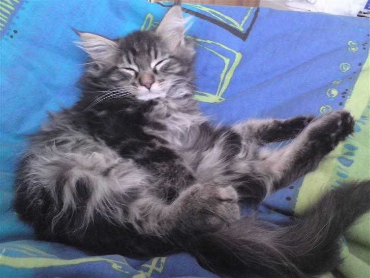 Maine Coon Miss Cuba - Ligger nu meget godt billede 3