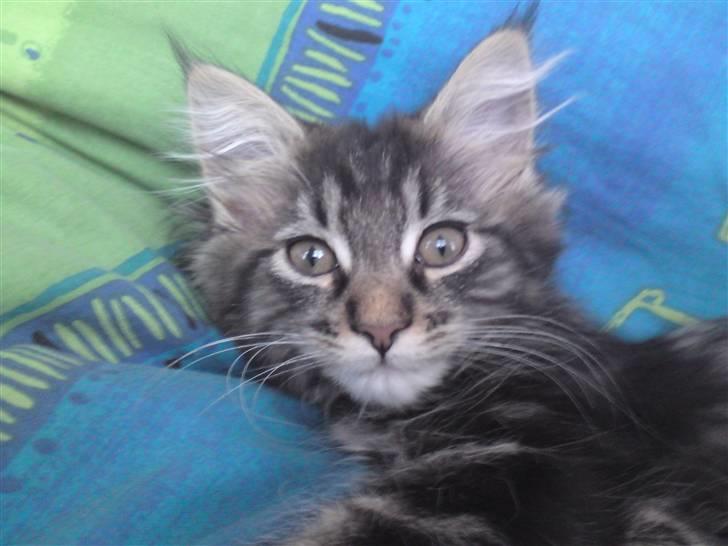 Maine Coon Miss Cuba - Jeg er vågen. billede 4