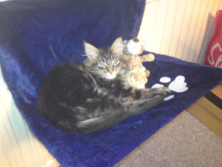 Maine Coon Miss Cuba - Min julegave.  billede 5
