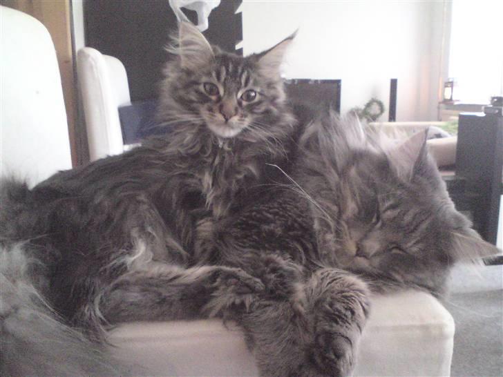 Maine Coon Miss Cuba - Vi er meget trætte billede 6