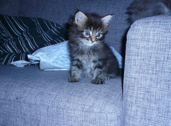 Maine Coon Miss Cuba billede 8