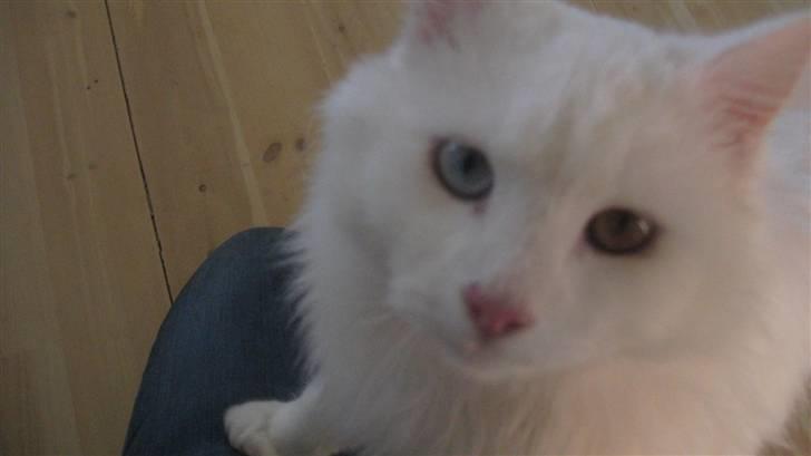 Blanding af racer Hugo - R.I.P 04.01.11 billede 17