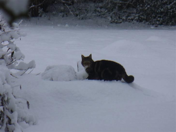 Blanding af racer Futte (Hjemmeboende) - jeg var også ude trods kulden billede 7