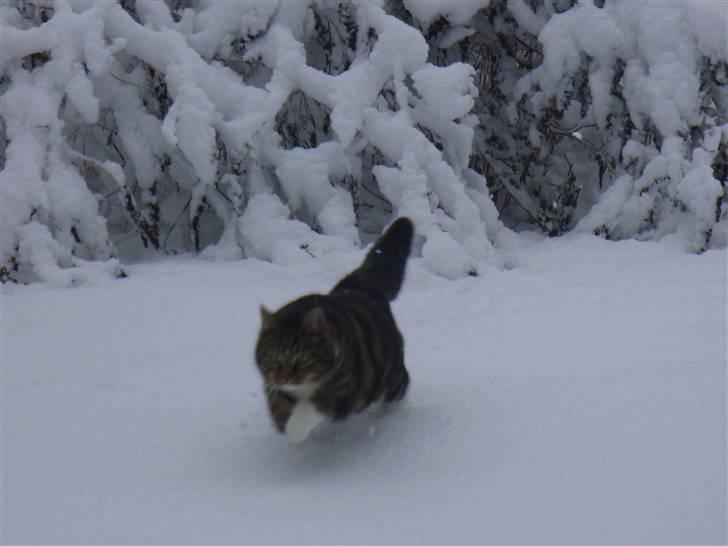 Blanding af racer Futte (Hjemmeboende) - jeg har også været ude i sneen billede 8