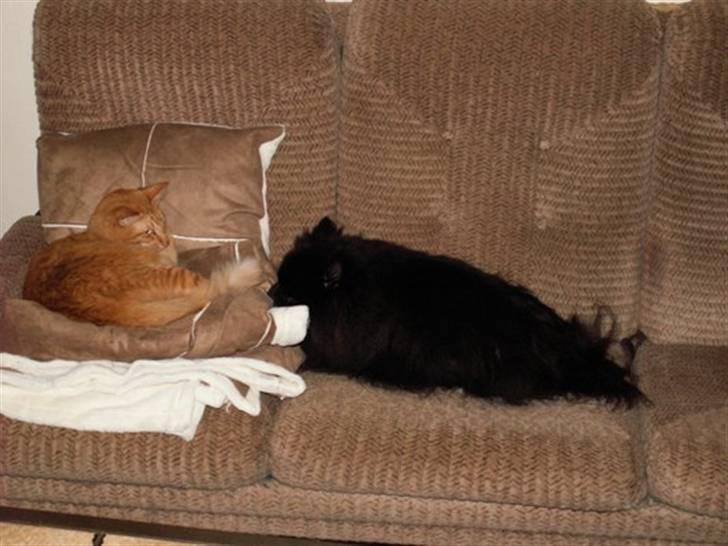 Orientalsk Langhåret Silke billede 4