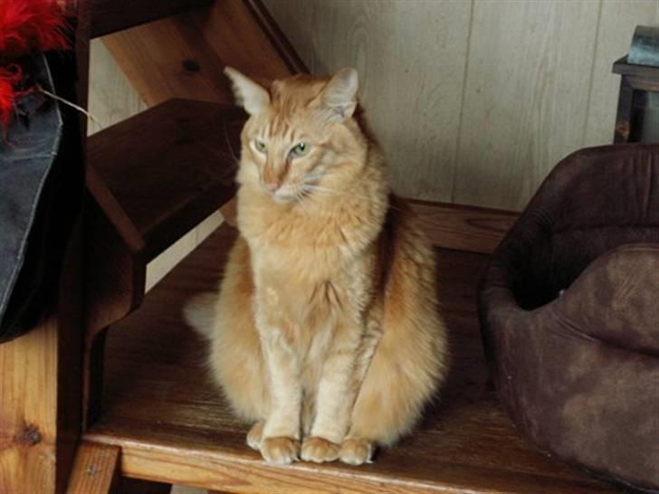 Orientalsk Langhåret Silke billede 5