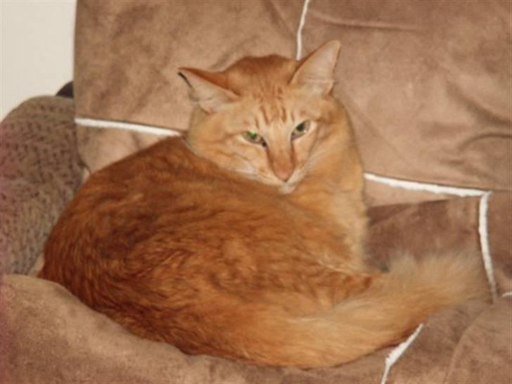 Orientalsk Langhåret Silke billede 6