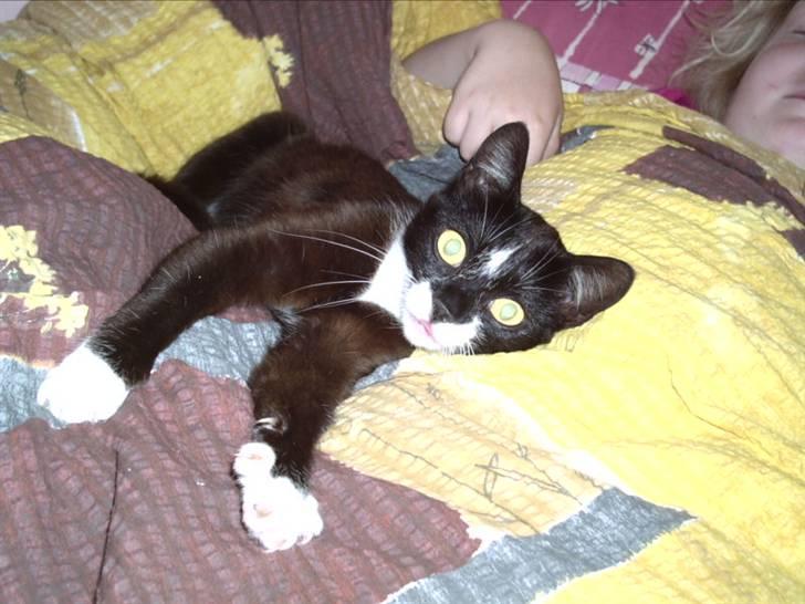 Blanding af racer Findus - Velkommen til min minde profil billede 1