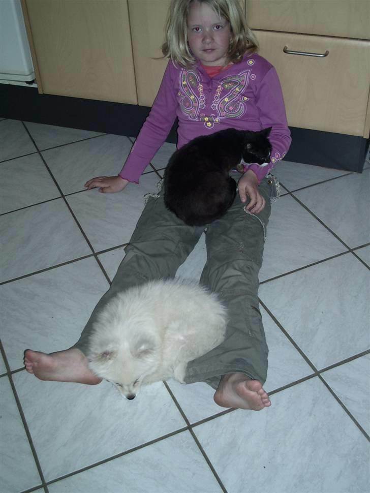 Blanding af racer Findus - nå hunden er ikke farlig så sover jeg bare her billede 2